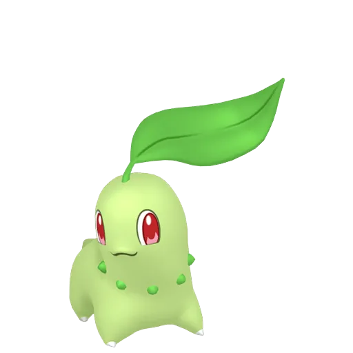 菊草葉