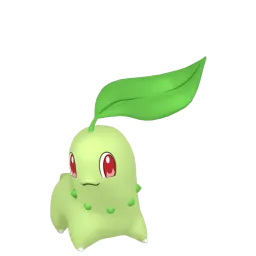 菊草葉